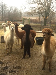 Alpacas