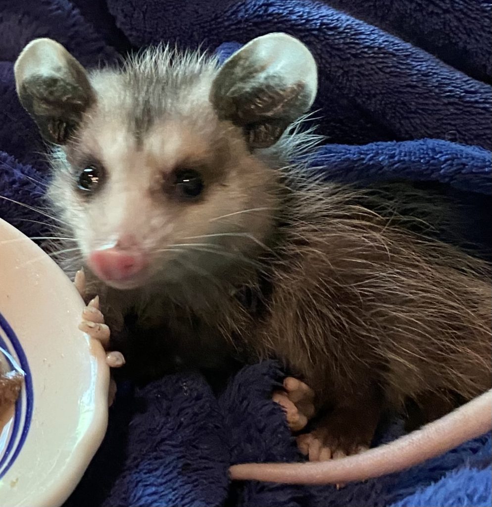 A Baby Opossum's Story - Animal Spirit Talker